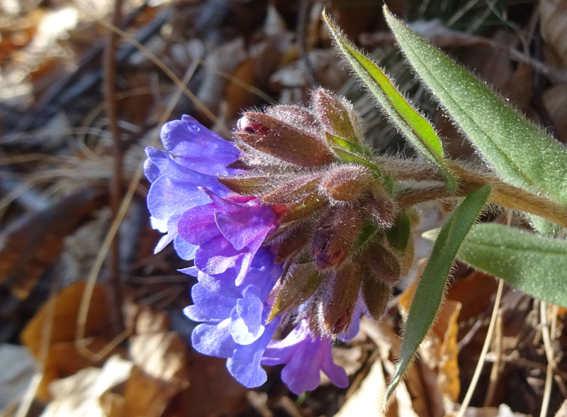 Pulmonaria angustifolia agg.